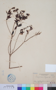 Specimen thumbnail